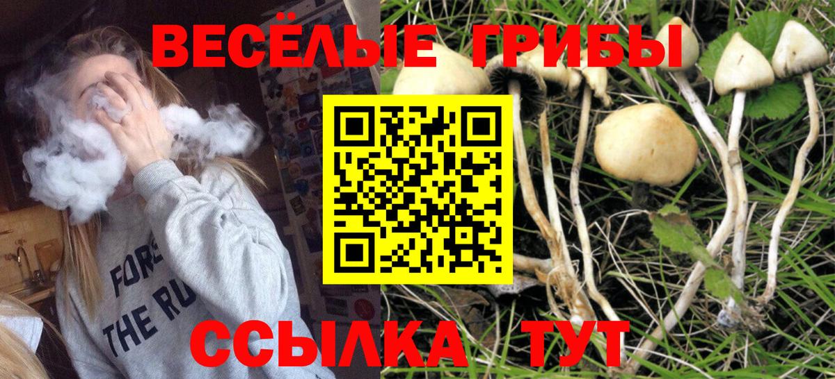 Псилоцибиновые грибы GOLDEN TEACHER Кизилюрт